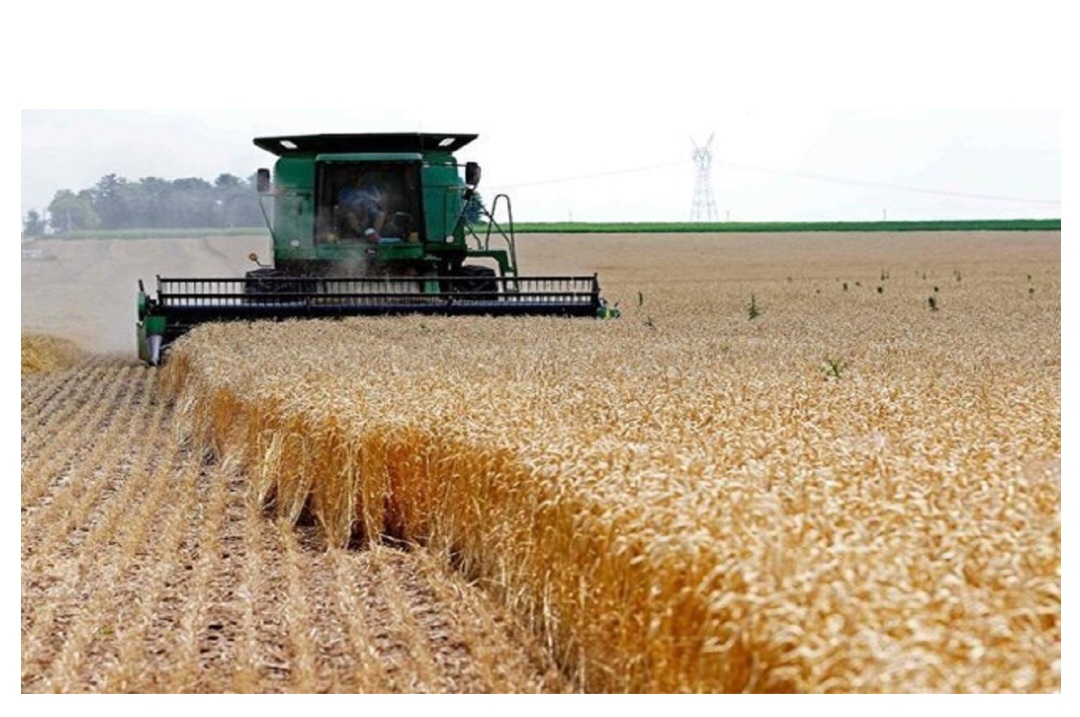 پیش‌بینی تولید ۱۵۰ هزار تن گندم در کبودراهنگ